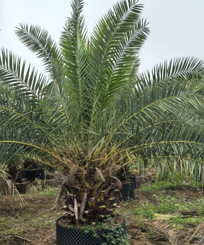 加拿利海枣 加拿利海枣