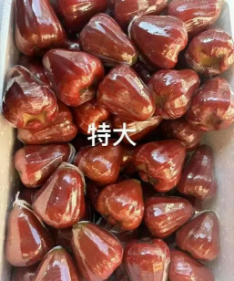 黑金刚莲雾 黑金刚莲雾