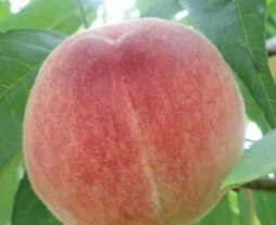 川中岛白桃 川中岛白桃