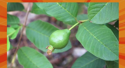 翡翠番石榴 翡翠番石榴