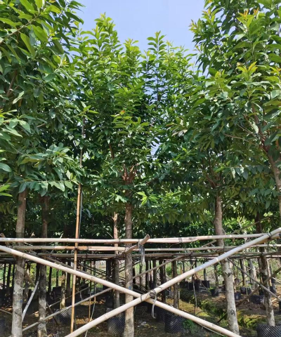 小叶榕花期什么时候 小叶榕花期什么时候