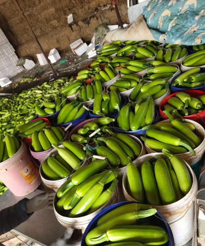 灰采尼西葫芦 灰采尼西葫芦