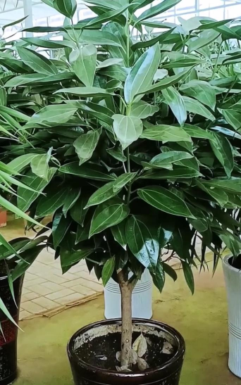 平安树是什么样子 平安树是什么样子