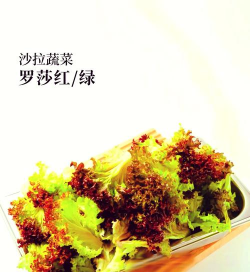 罗莎红生菜 罗莎红生菜