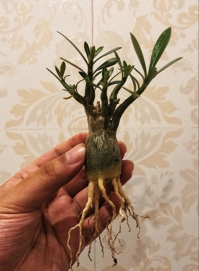 沙漠玫瑰根部为什么烂 沙漠玫瑰根部为什么烂