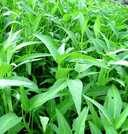 白茎大叶空心菜 白茎大叶空心菜