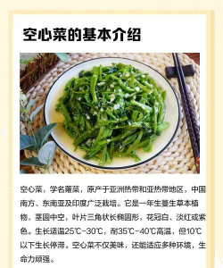 绿茎细叶空心菜 绿茎细叶空心菜