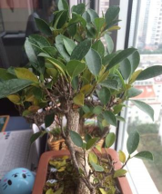 榕树为什么黄叶子呢 榕树为什么黄叶子呢