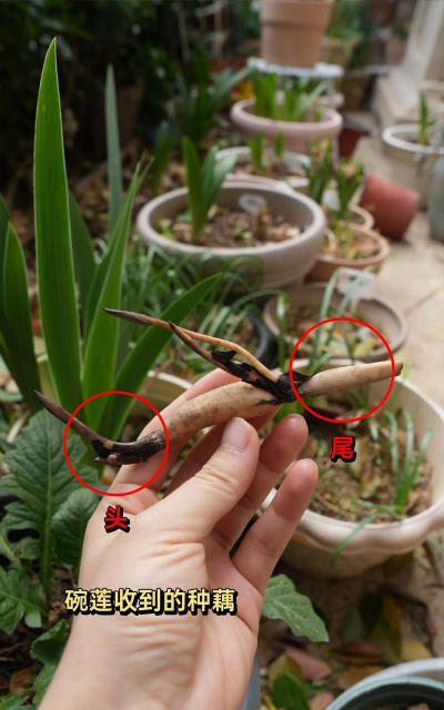 盆栽种植碗莲怎么种植 盆栽种植碗莲怎么种植