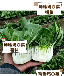 矮脚奶白菜 矮脚奶白菜