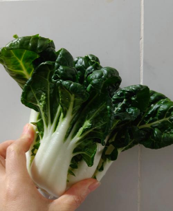 高脚奶白菜 高脚奶白菜