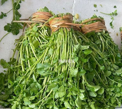 广东西洋菜 广东西洋菜