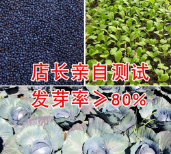 早红紫甘蓝 早红紫甘蓝