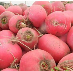 东北雌性红萝卜 东北雌性红萝卜