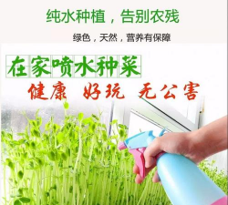 托盘种植芽菜怎么种植的 托盘种植芽菜怎么种植的