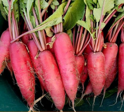 五缨水萝卜 五缨水萝卜