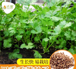 山东大叶香菜 山东大叶香菜