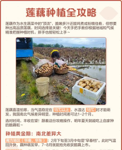 藕什么时候种植怎么种植 藕什么时候种植怎么种植