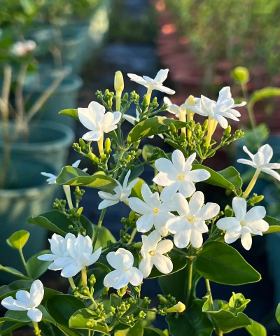 什么茉莉花花期最长 什么茉莉花花期最长