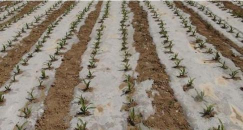 二膜种植玉米怎么种植的 二膜种植玉米怎么种植的