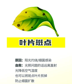 植株叶子卷曲缺什么肥 植株叶子卷曲缺什么肥