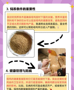 鸡一年能下多少蛋 鸡一年能下多少蛋