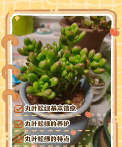丸叶松绿的养殖方法和注意事项 丸叶松绿的养殖方法和注意事项
