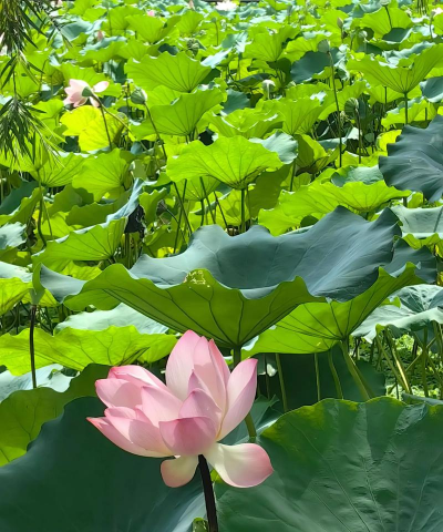 映日辉什么意思 映日辉什么意思