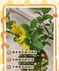佛手怎么养 佛手怎么养