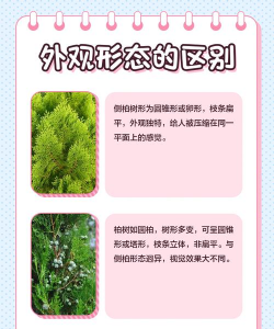 侧柏和柏树的区别 侧柏和柏树的区别