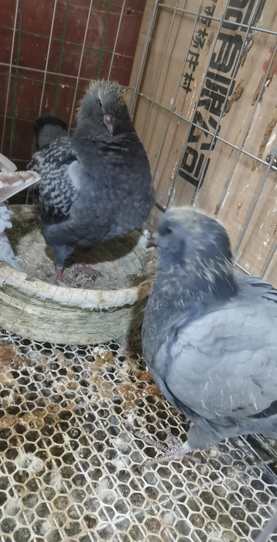 元宝鸽子的养殖方法 元宝鸽子的养殖方法