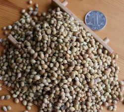 香菜种子什么品种最好 香菜种子什么品种最好