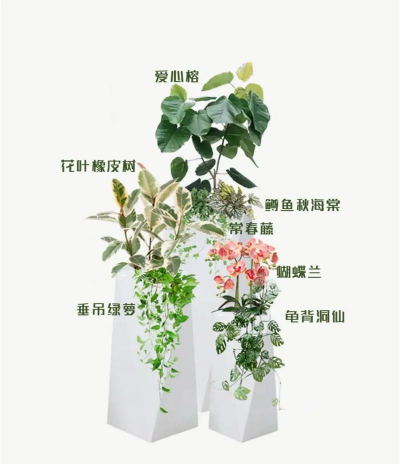 混种植物花盆怎么种植的 混种植物花盆怎么种植的