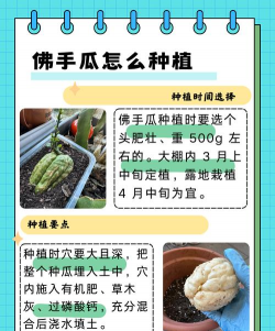 小厨种植佛手瓜怎么种植 小厨种植佛手瓜怎么种植