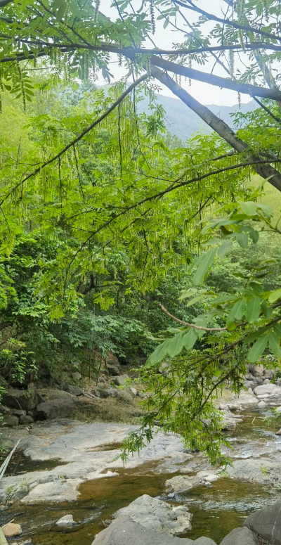 农村常见的树木300种 农村常见的树木300种