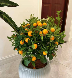 冬季好养的室内盆栽 冬季好养的室内盆栽