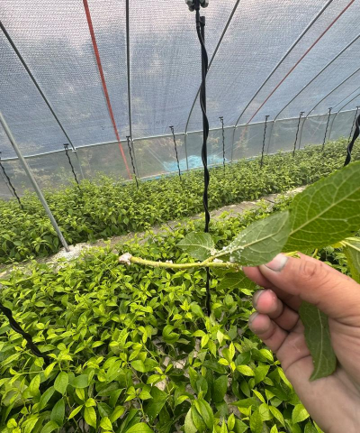 冬青小苗扦插育苗技术 冬青小苗扦插育苗技术