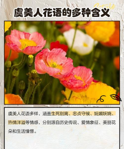 虞美人花语和象征意义 虞美人花语和象征意义