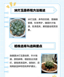 冰灯玉露的养殖方法和注意事项 冰灯玉露的养殖方法和注意事项