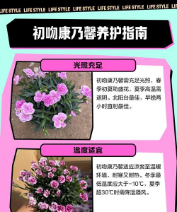 初吻花的养殖方法和注意事项 初吻花的养殖方法和注意事项