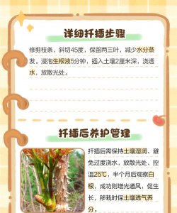 刺嫩芽怎么扦插能生根 刺嫩芽怎么扦插能生根