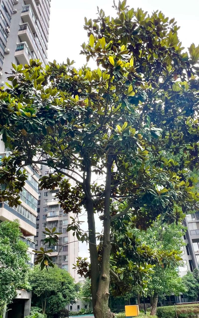 移植广玉兰应注意什么 移植广玉兰应注意什么