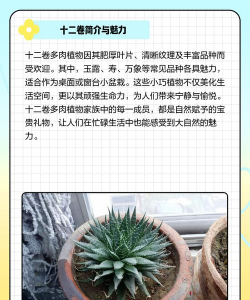 家养盆栽十二卷的养殖方法和注意事项有哪些 家养盆栽十二卷的养殖方法和注意事项有哪些