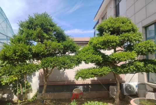 北方适合种植的名贵树 北方适合种植的名贵树