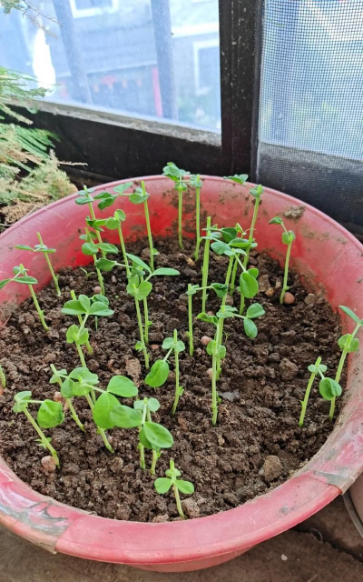 菜豆种植阳台怎么种植好 菜豆种植阳台怎么种植好