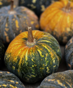 南瓜什么季节成熟 南瓜什么季节成熟