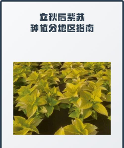 紫苏怎么种植,紫苏种植方法与注意事项 紫苏怎么种植,紫苏种植方法与注意事项