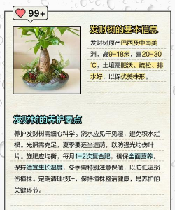 发财树为什么叫发财树 发财树为什么叫发财树