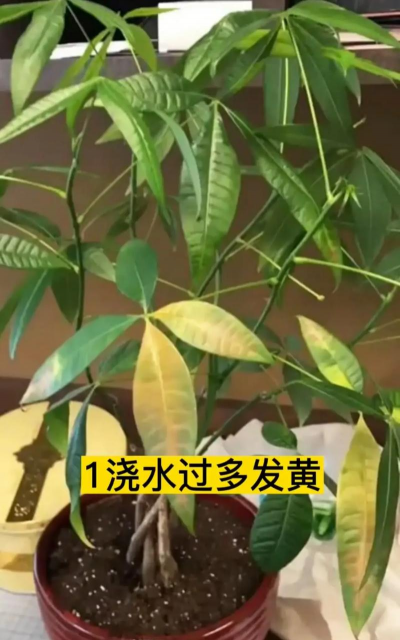 发财树树叶发黄掉落是什么原因 发财树树叶发黄掉落是什么原因