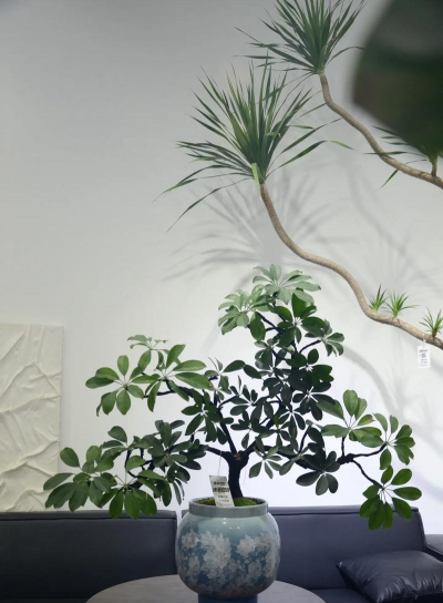 鸭掌木摆放什么位置好 鸭掌木摆放什么位置好